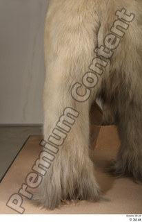 Polar bear leg 0036.jpg